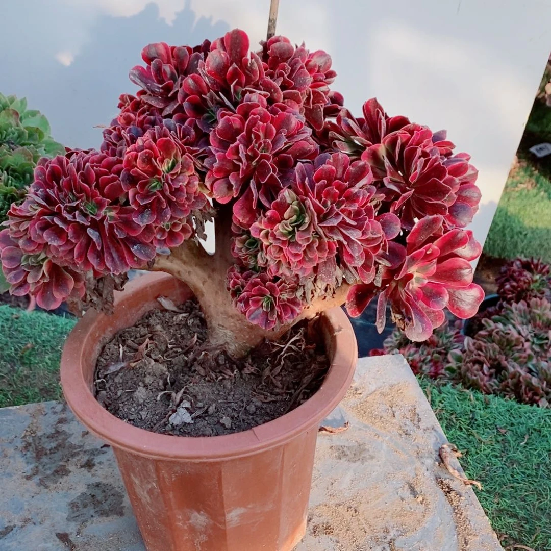 完全开放6331号美杜莎缀化1颗