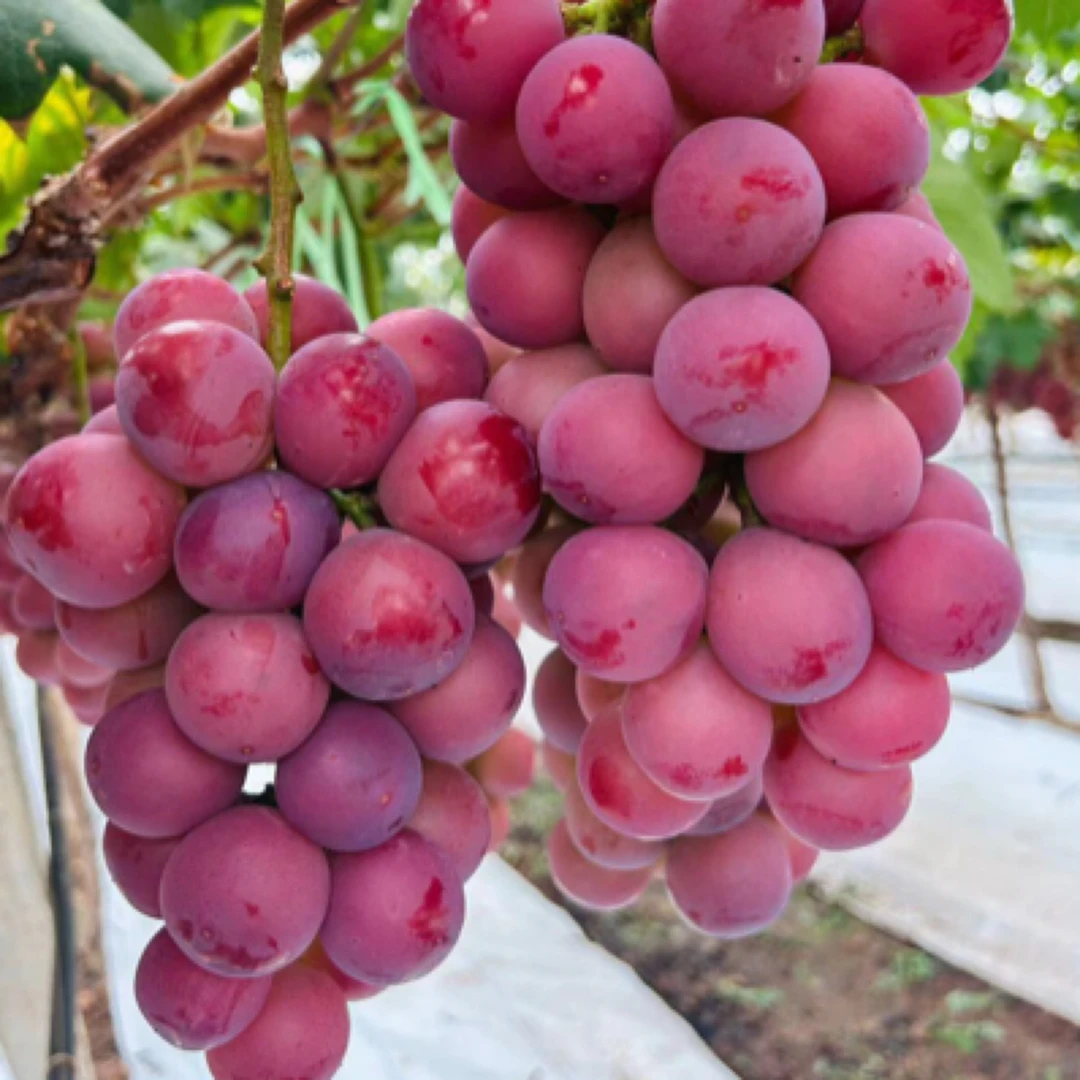 （原杯苗）葡萄树苗庭院地栽阳台盆栽