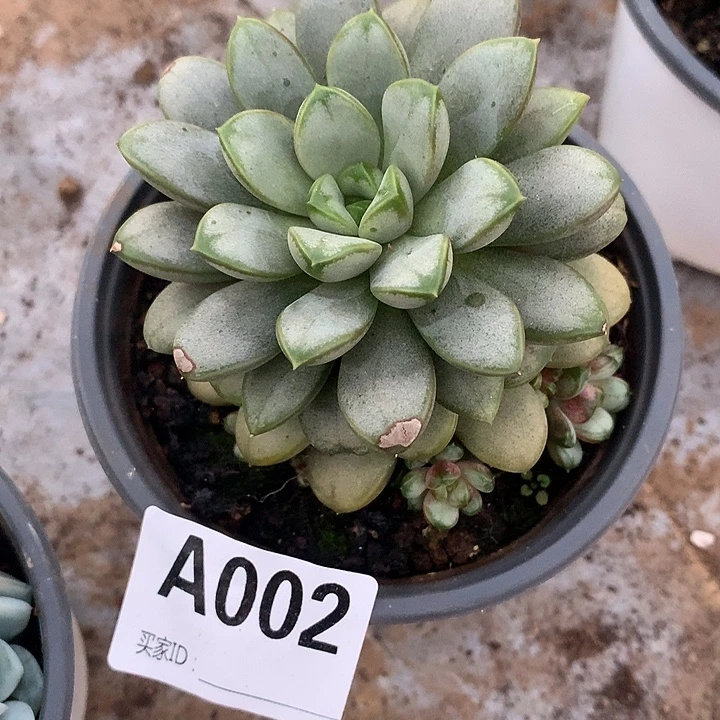 艾***艾葡萄群A002号tyuio