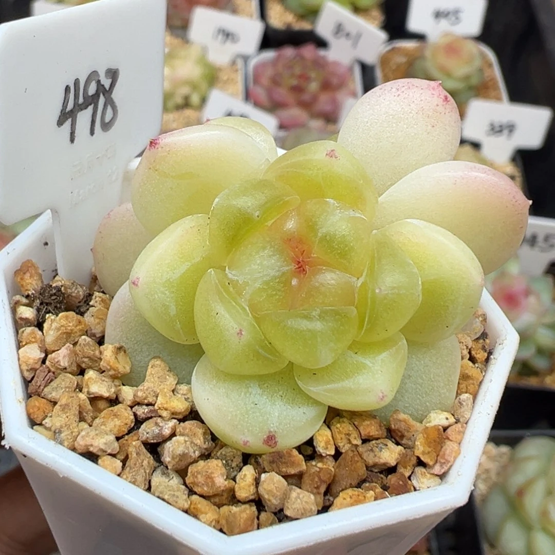 498号财富密码现金