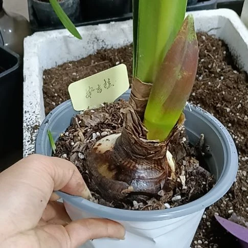 无花朵安吉拉8+带花苞