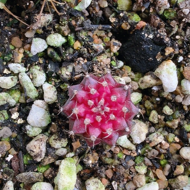 当前无花朵，栽培后可花朵