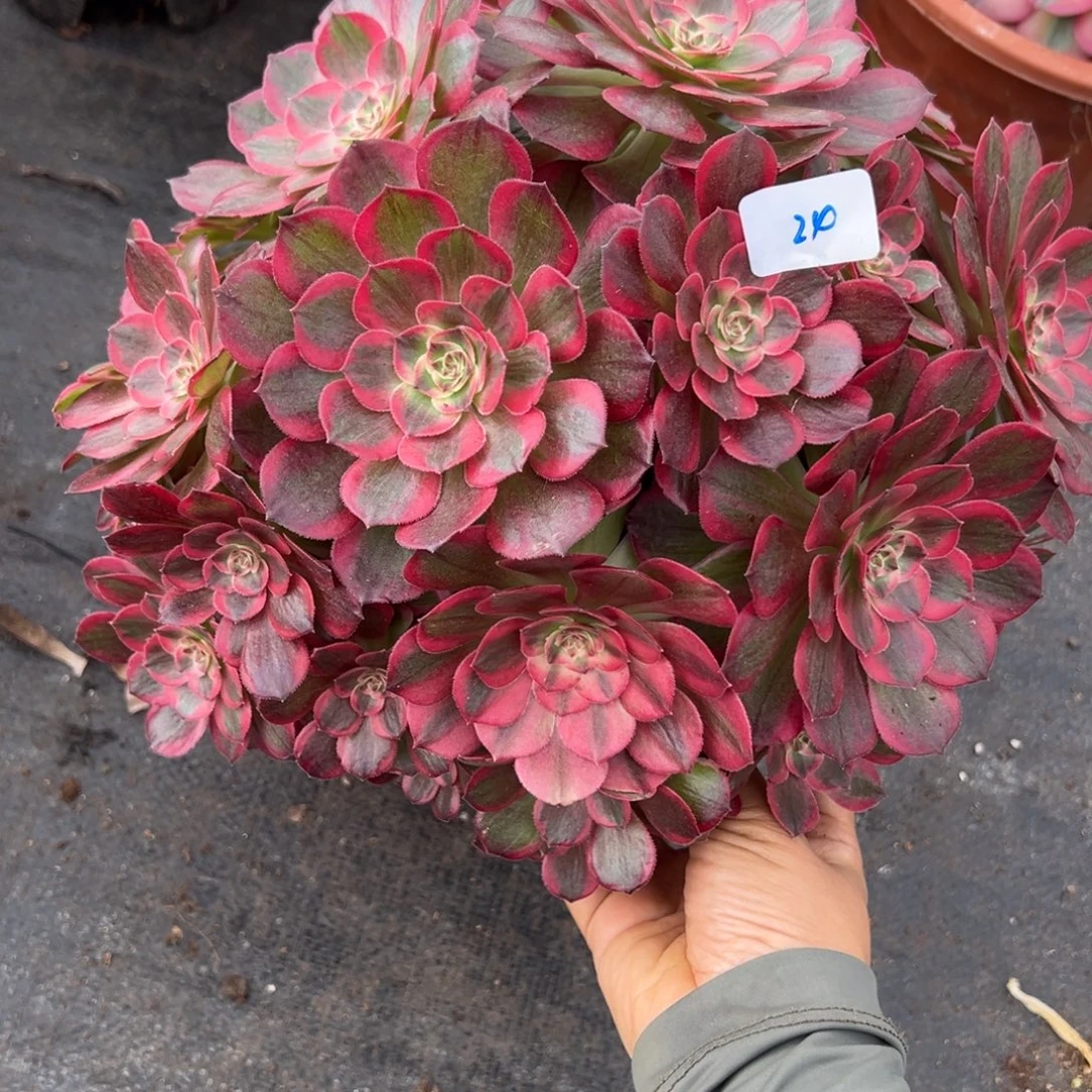 24云荷多肉植物一样紫