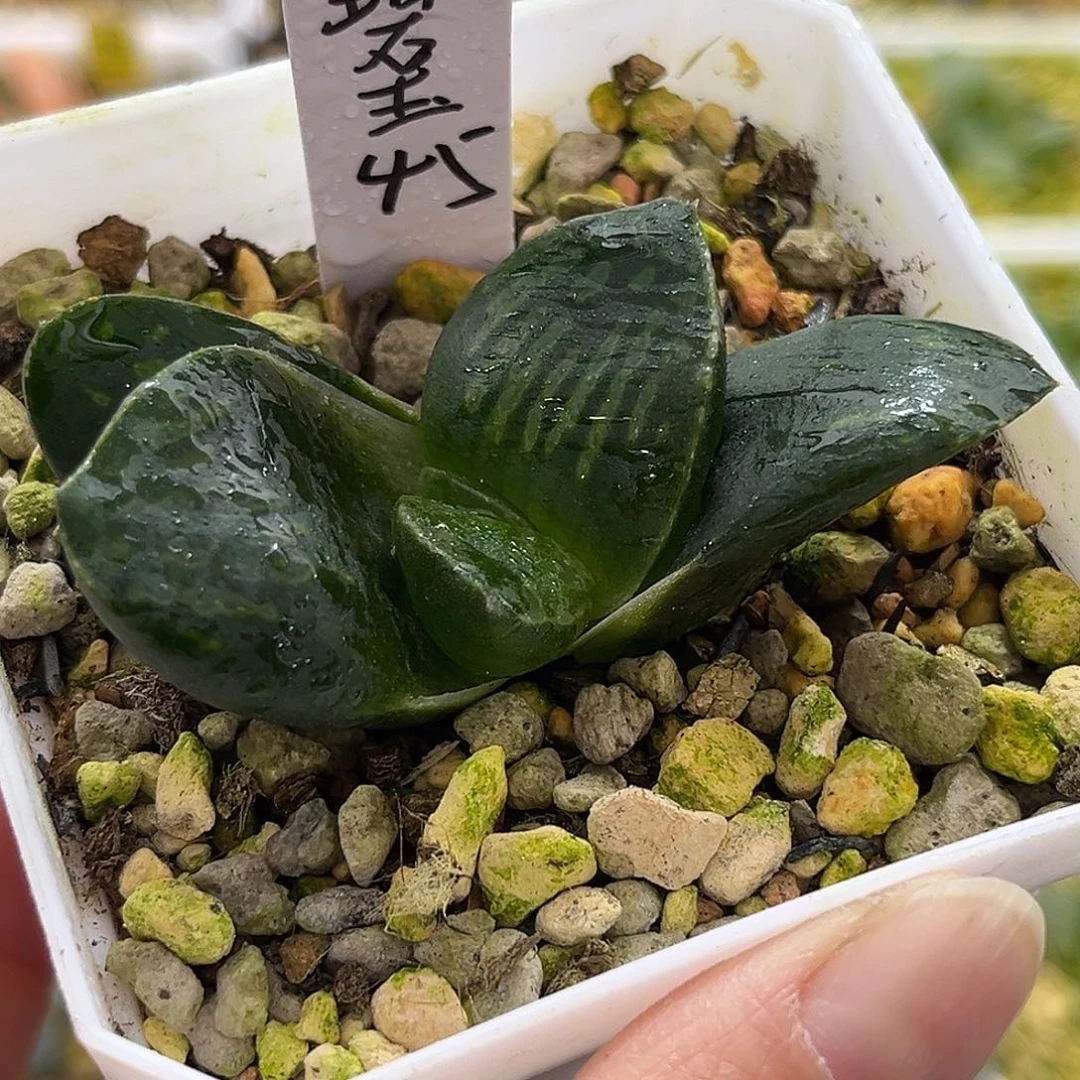 新品碧玉一物一图