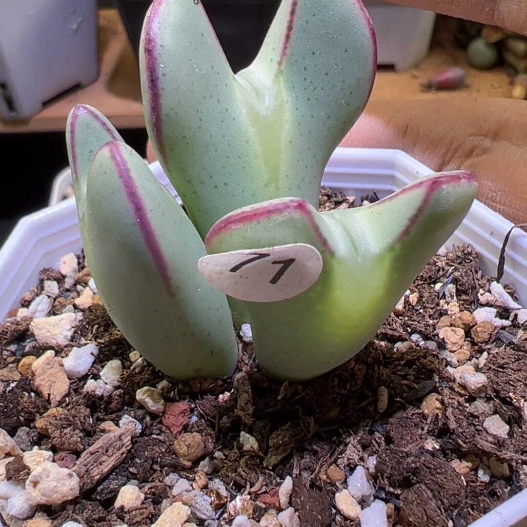 多肉植物11111111111