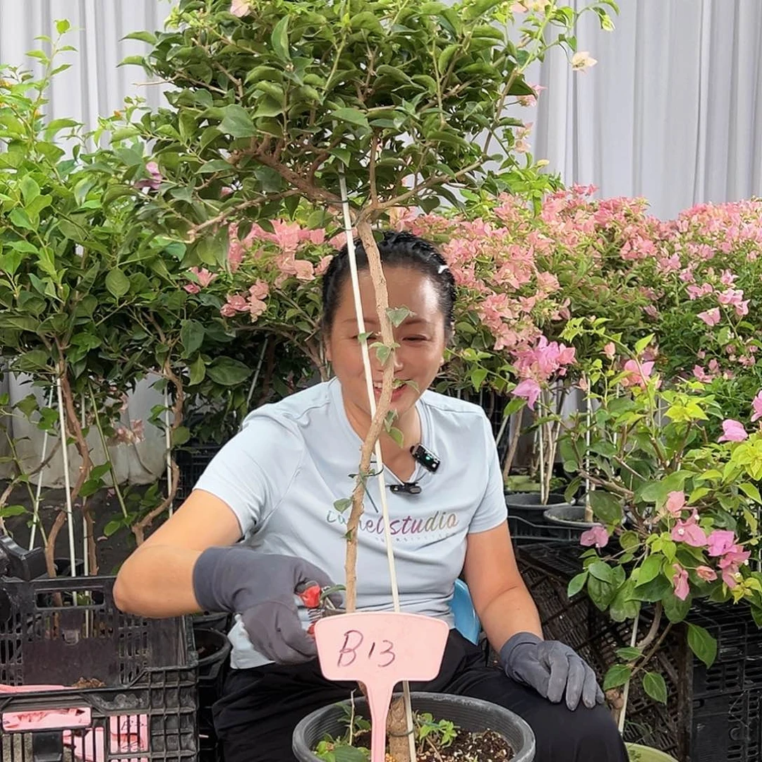 盐***麻当前无花栽培后可以开花B13魔法樱花