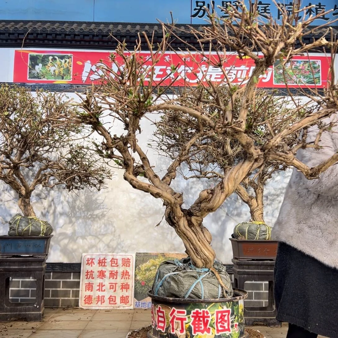 无花朵金银花588888