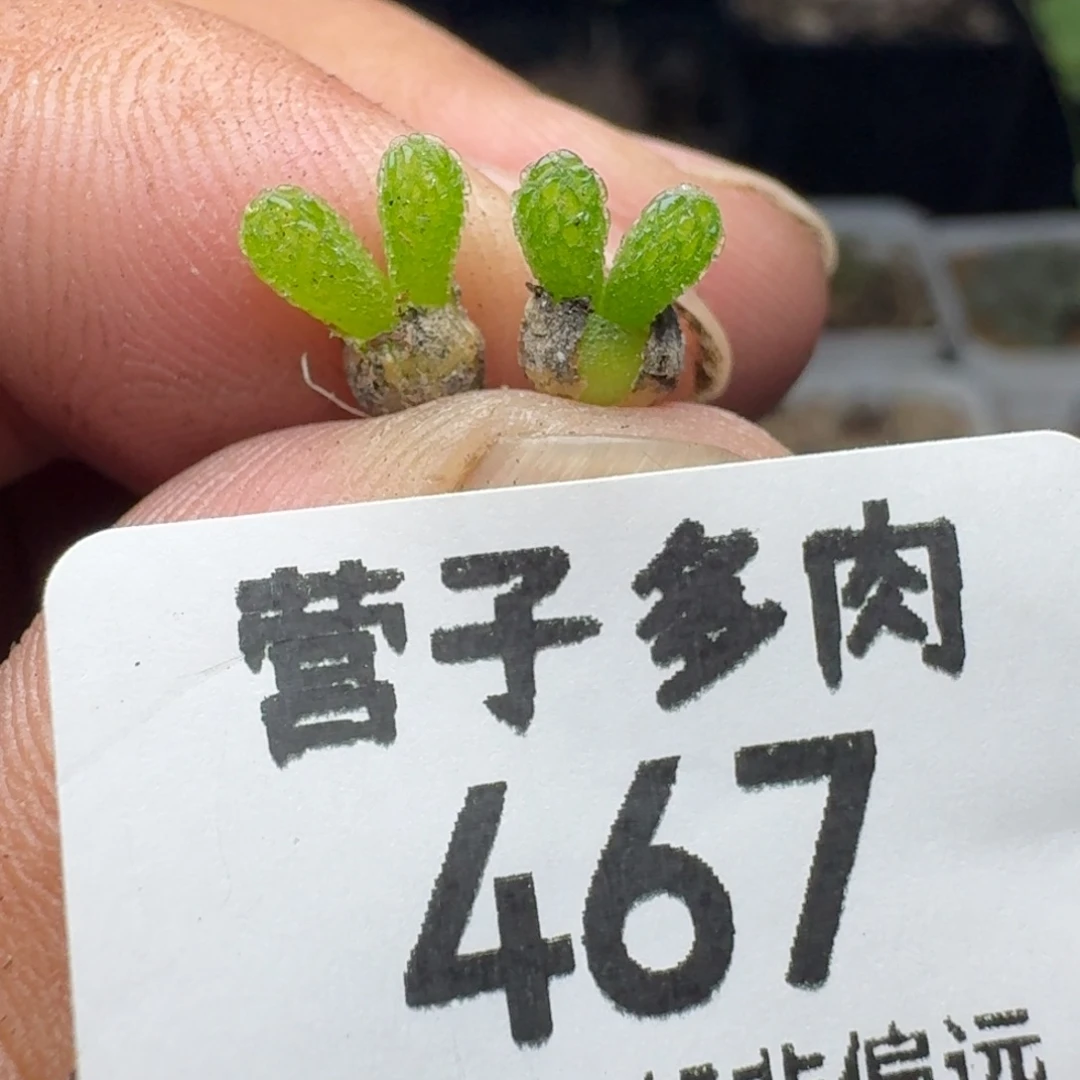 妖奇玉