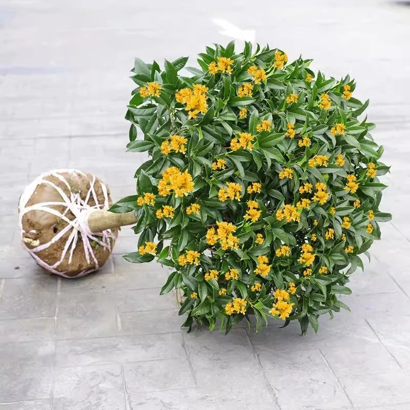 桂花树苗四季桂盆栽可食用开花不断室内阳台庭院浓香型花卉植物