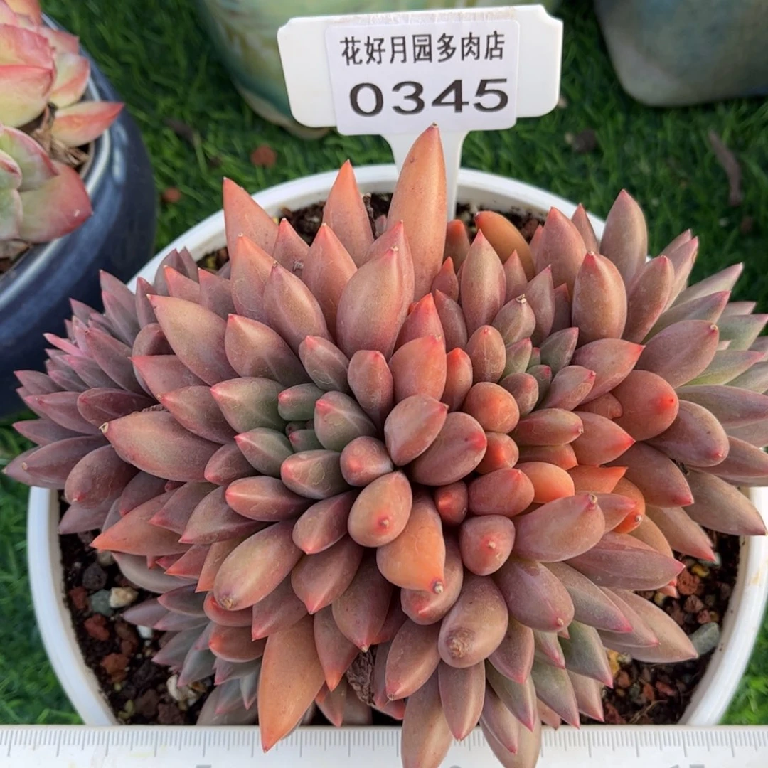 多肉植物0345 满30包邮