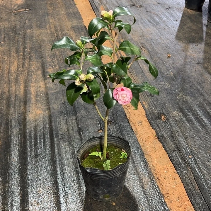 大部分花苞少量开放，津川绞