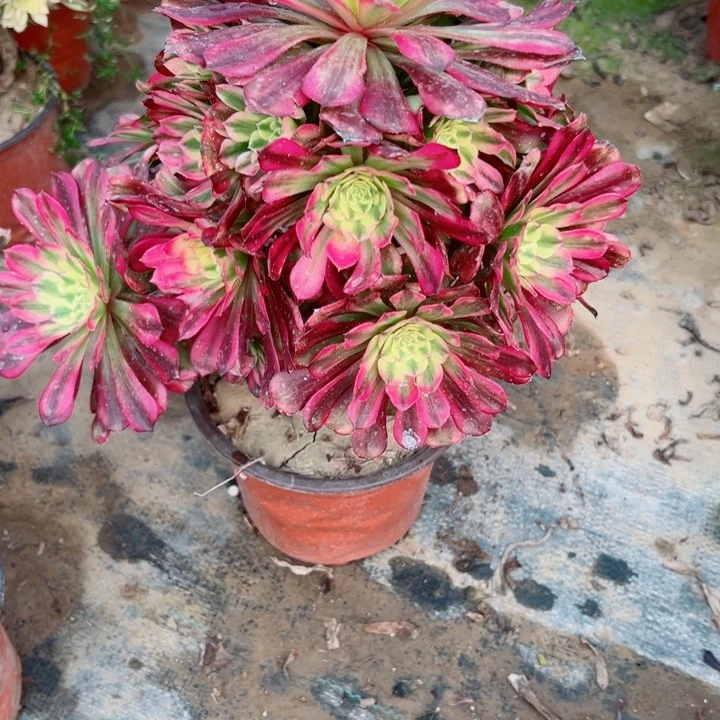 270舞天姬多肉植物