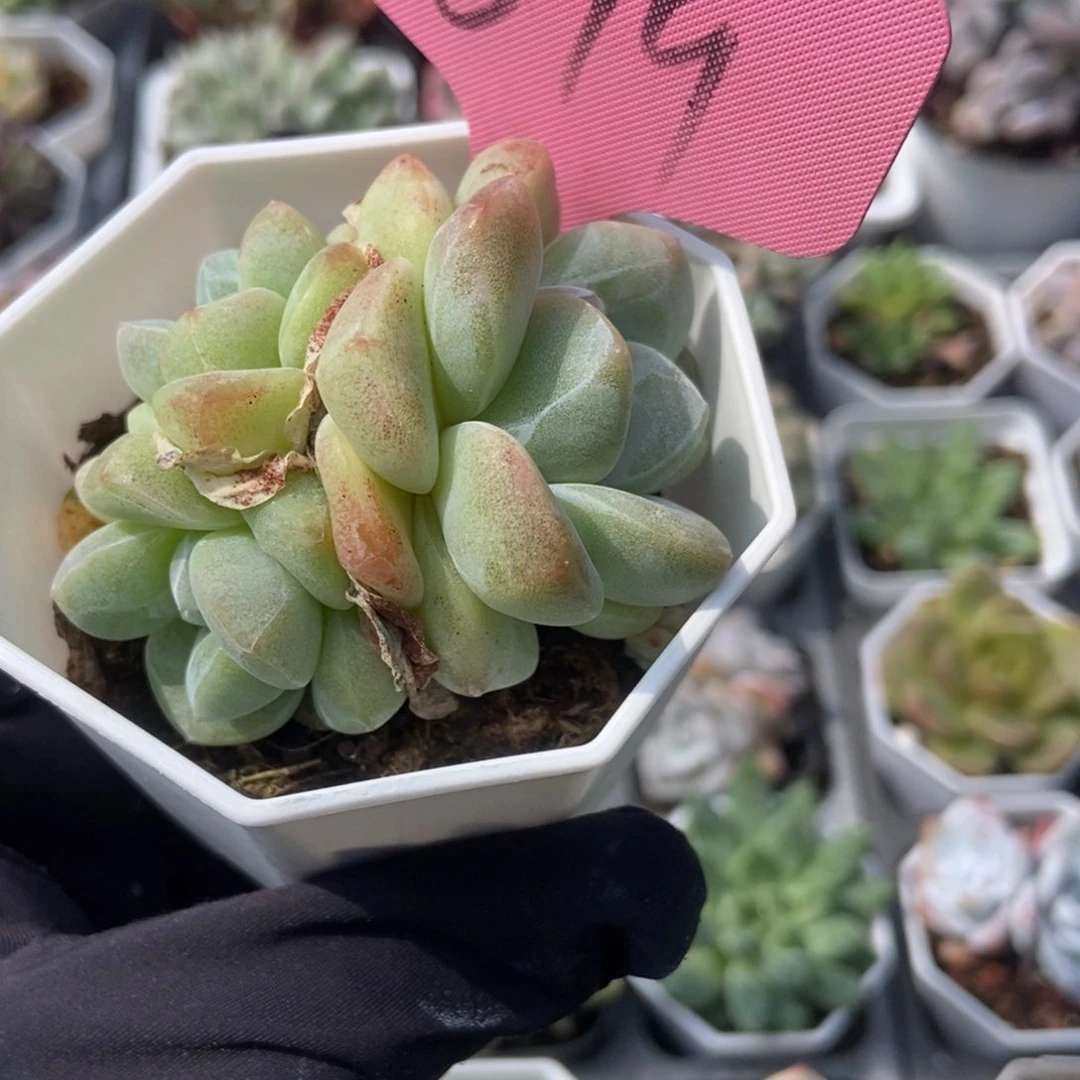 699冰玉多肉植物保护