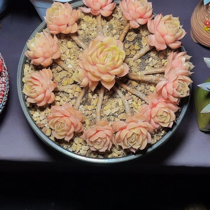 ****丽多肉植物昂斯诺发货