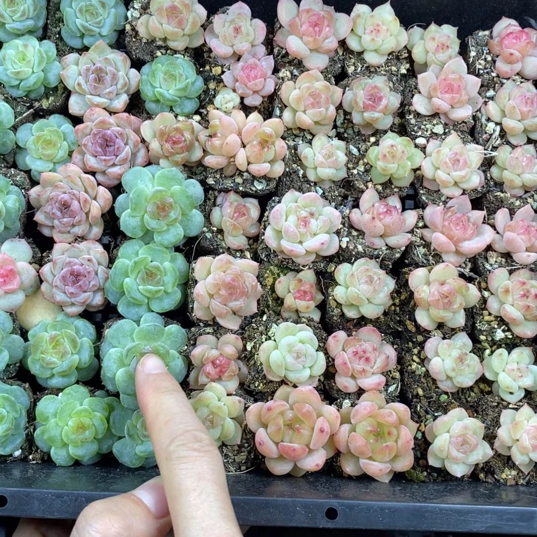 优选珍妮20颗量拍小冠服