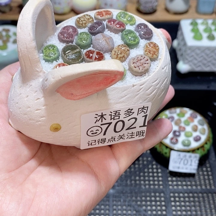 带盆土发货 精美盆栽 7021