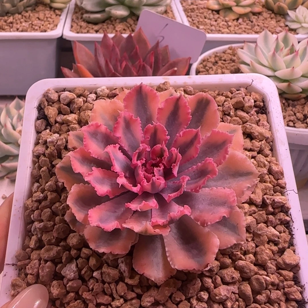 晚霞植物8号锦多肉