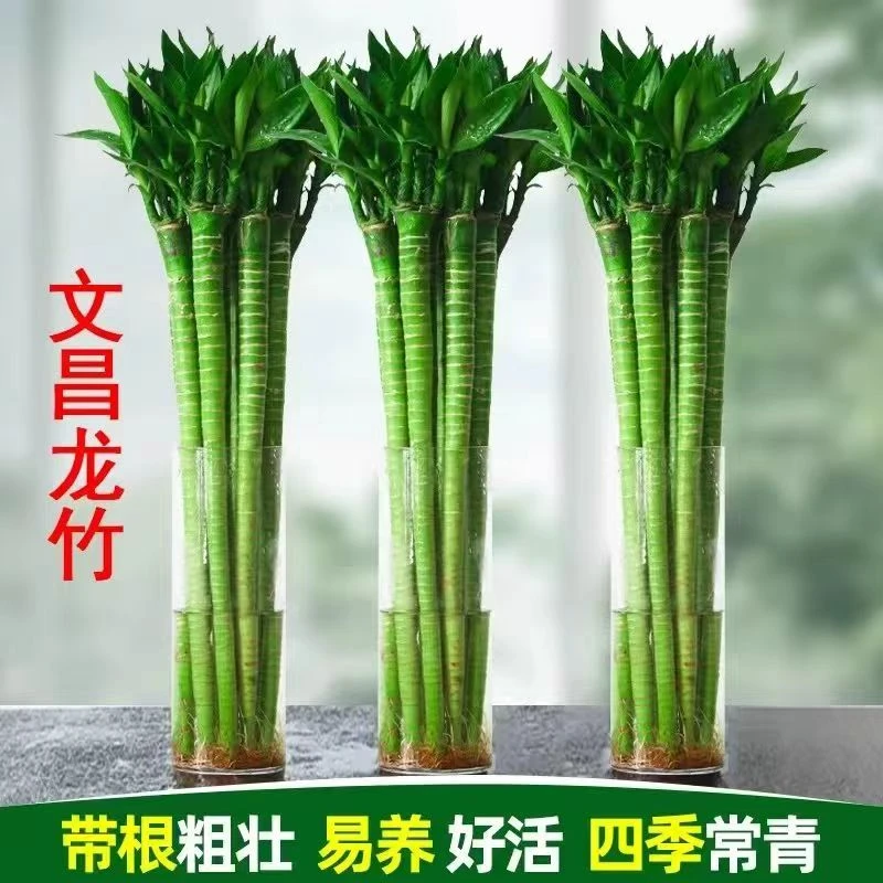 文昌竹龙竹带根水养富贵转运竹节节高水培植物室内桌面客厅植物