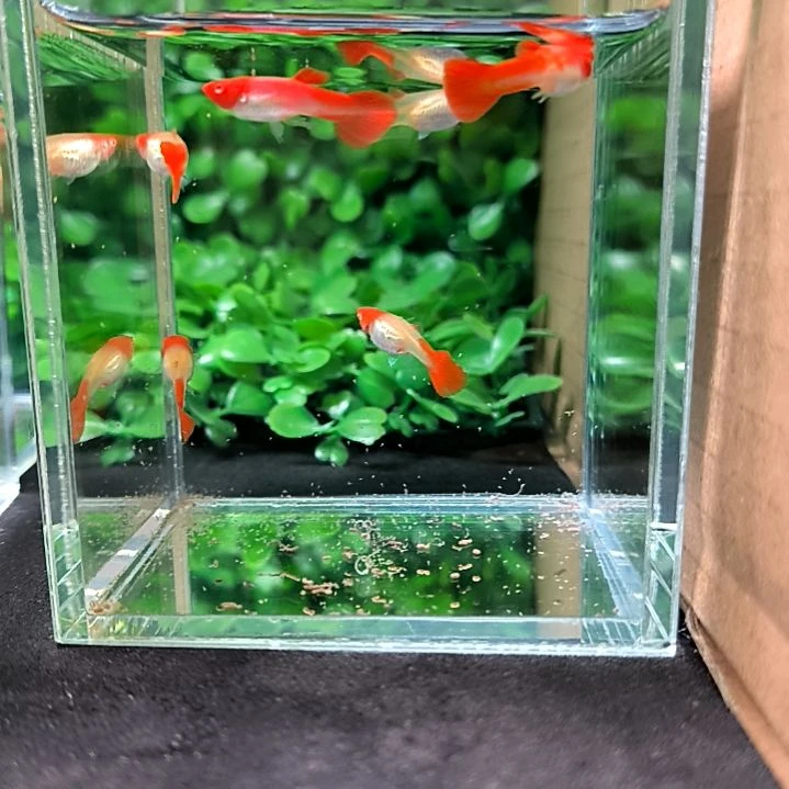 孔雀鱼鸿运当头，两公四母。