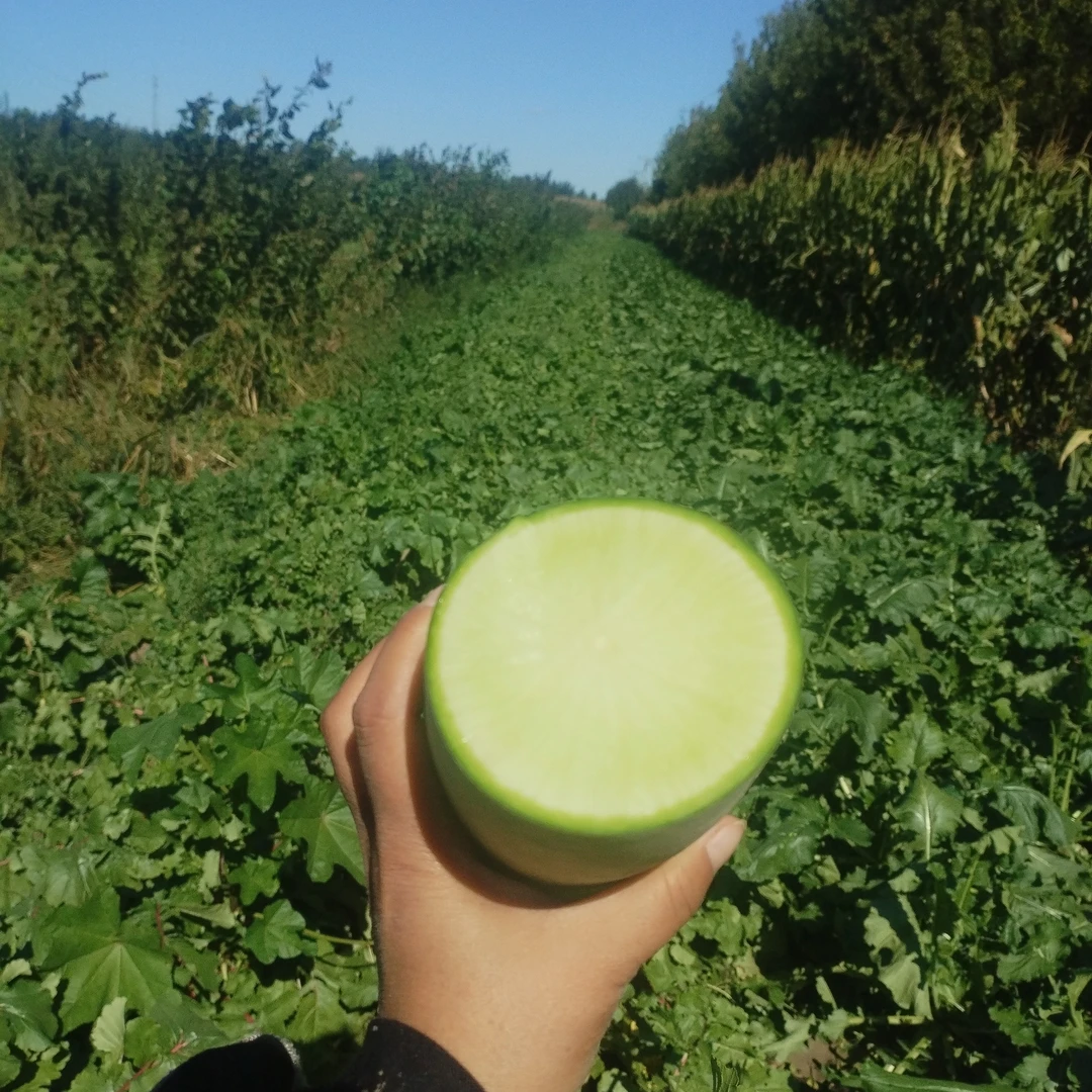 哈尔滨青萝卜非水果萝卜