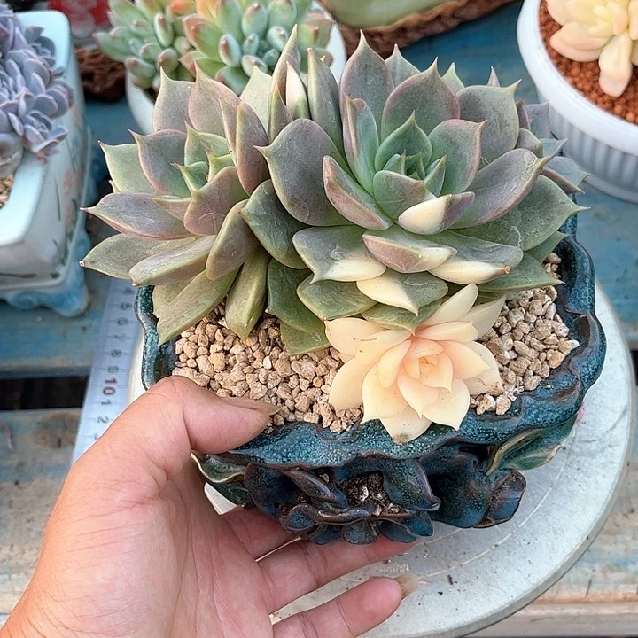 多肉植物一物一拍