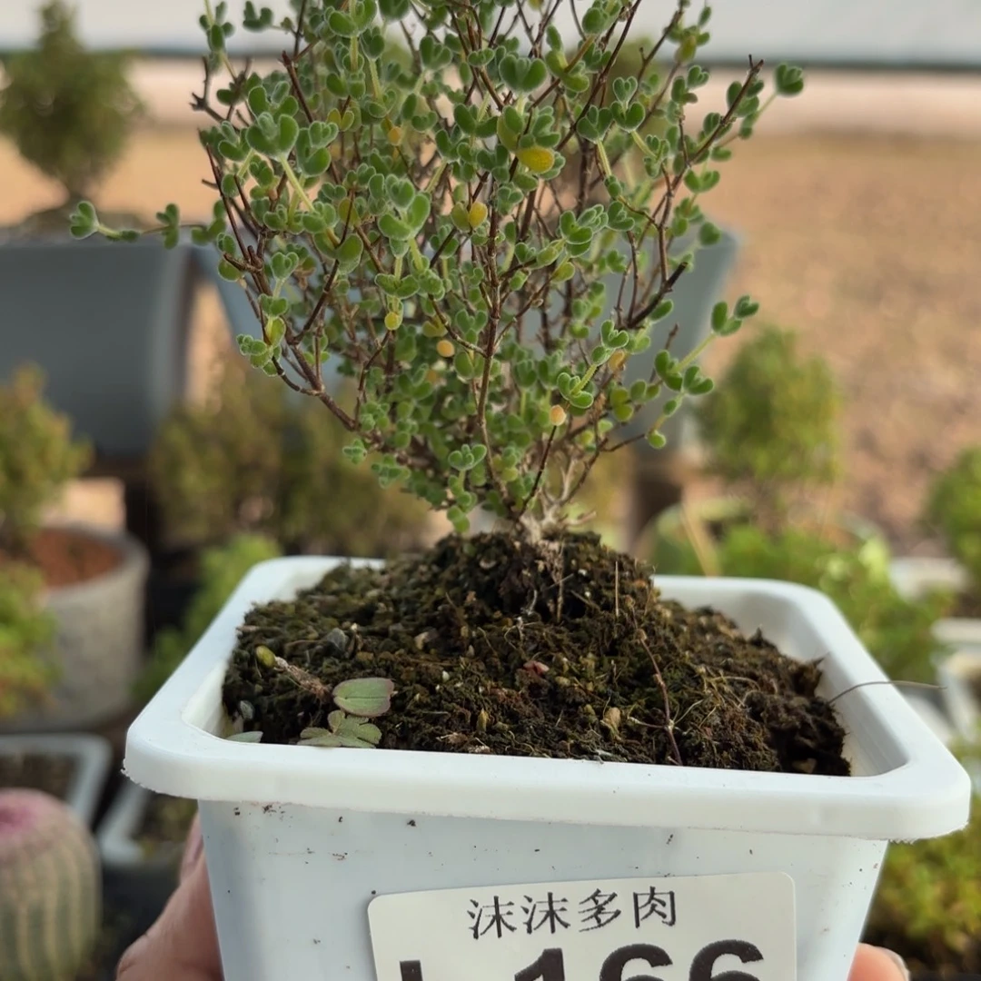 166莱斯枝干番杏福利