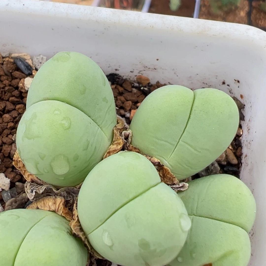 144多肉植物百科植物