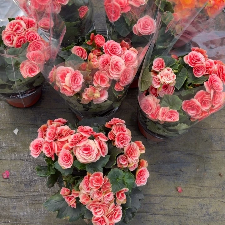 完全开放公主粉丽格海棠180育苗盆