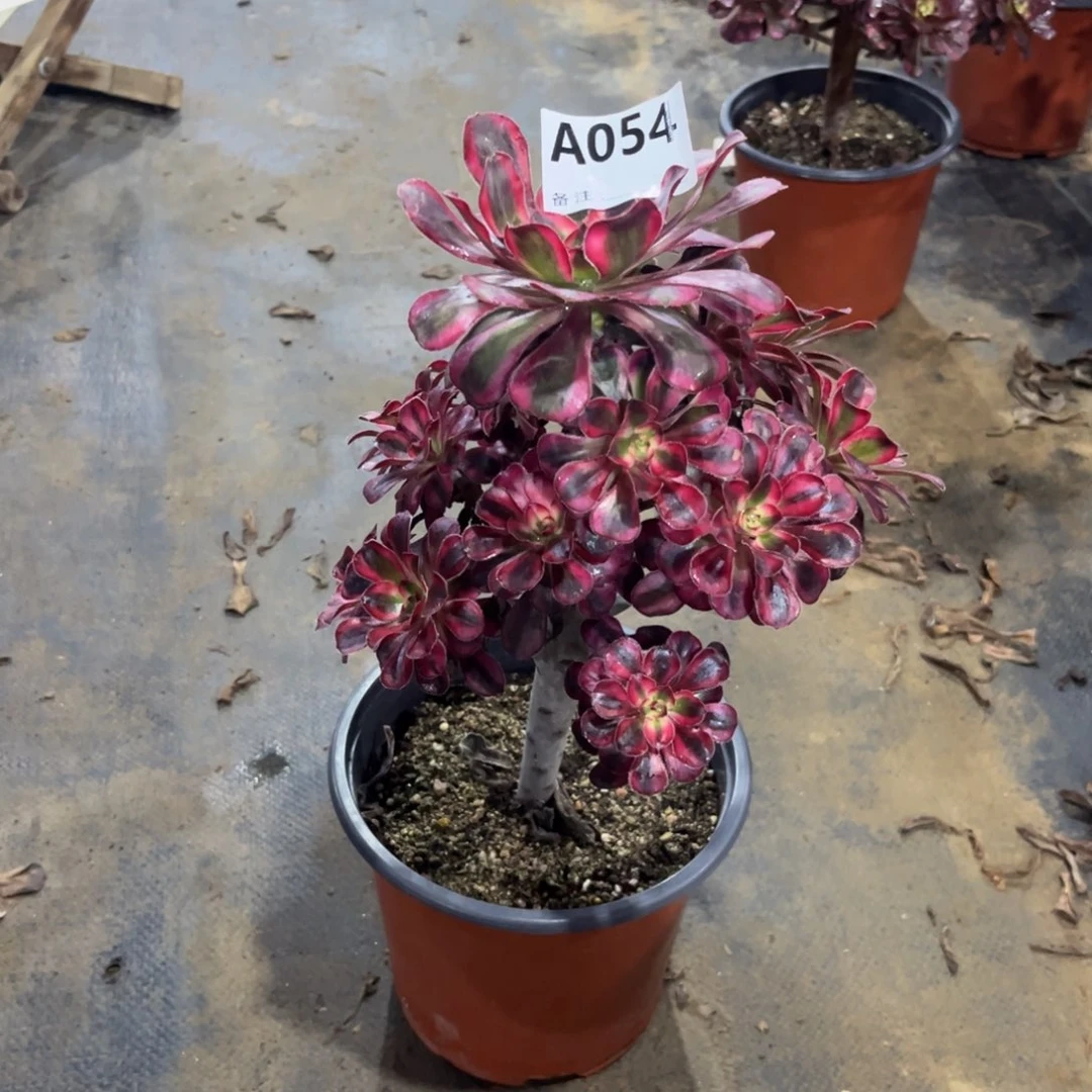 多肉植物丽娜054多肉