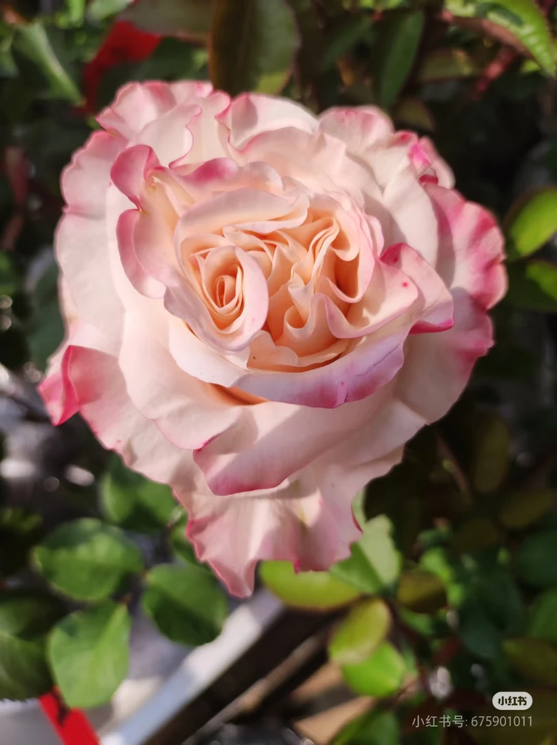 （辛西娅）扦插独颗小七月季盆栽带盆带土