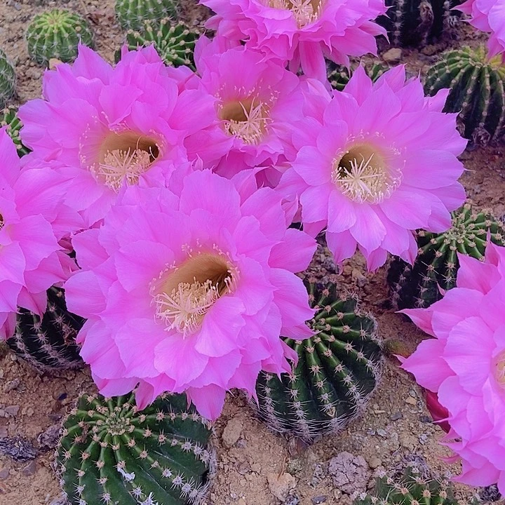 仙人掌彩草香海10 cm左右脱土摘花发货
