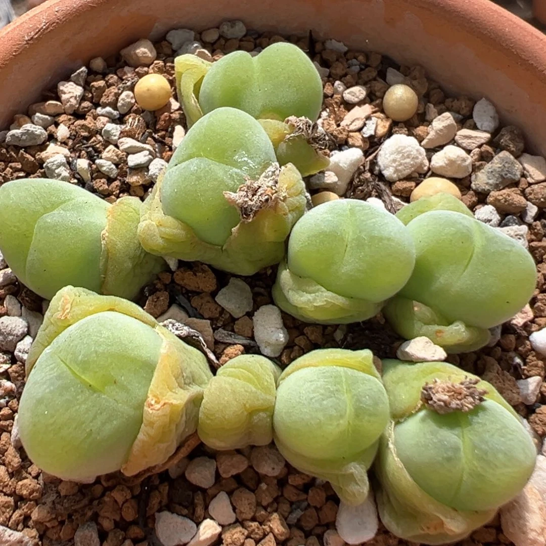 39多肉植物百科知识