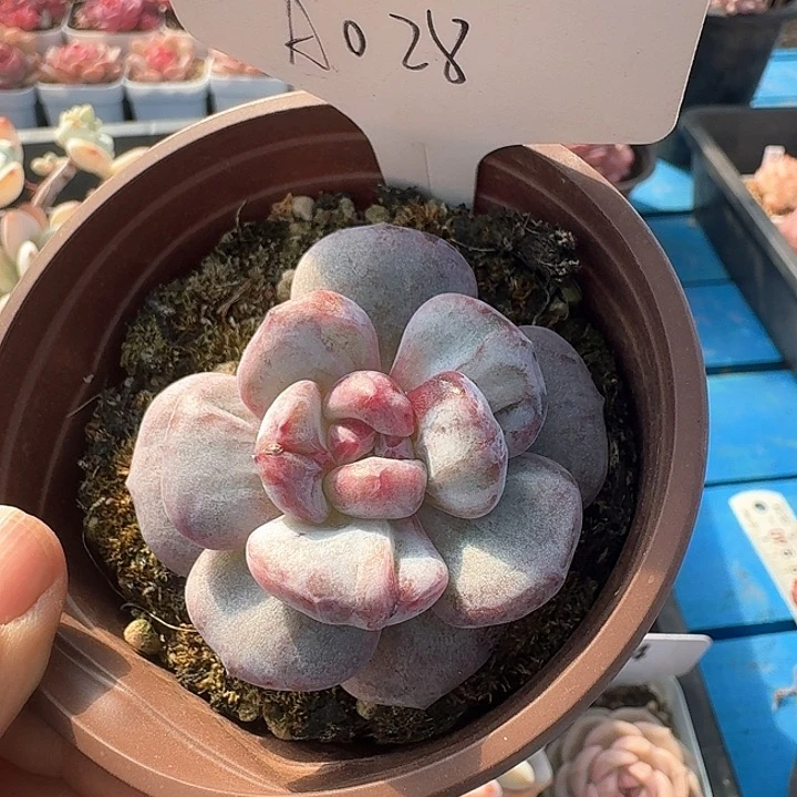 星影石化多肉植物028