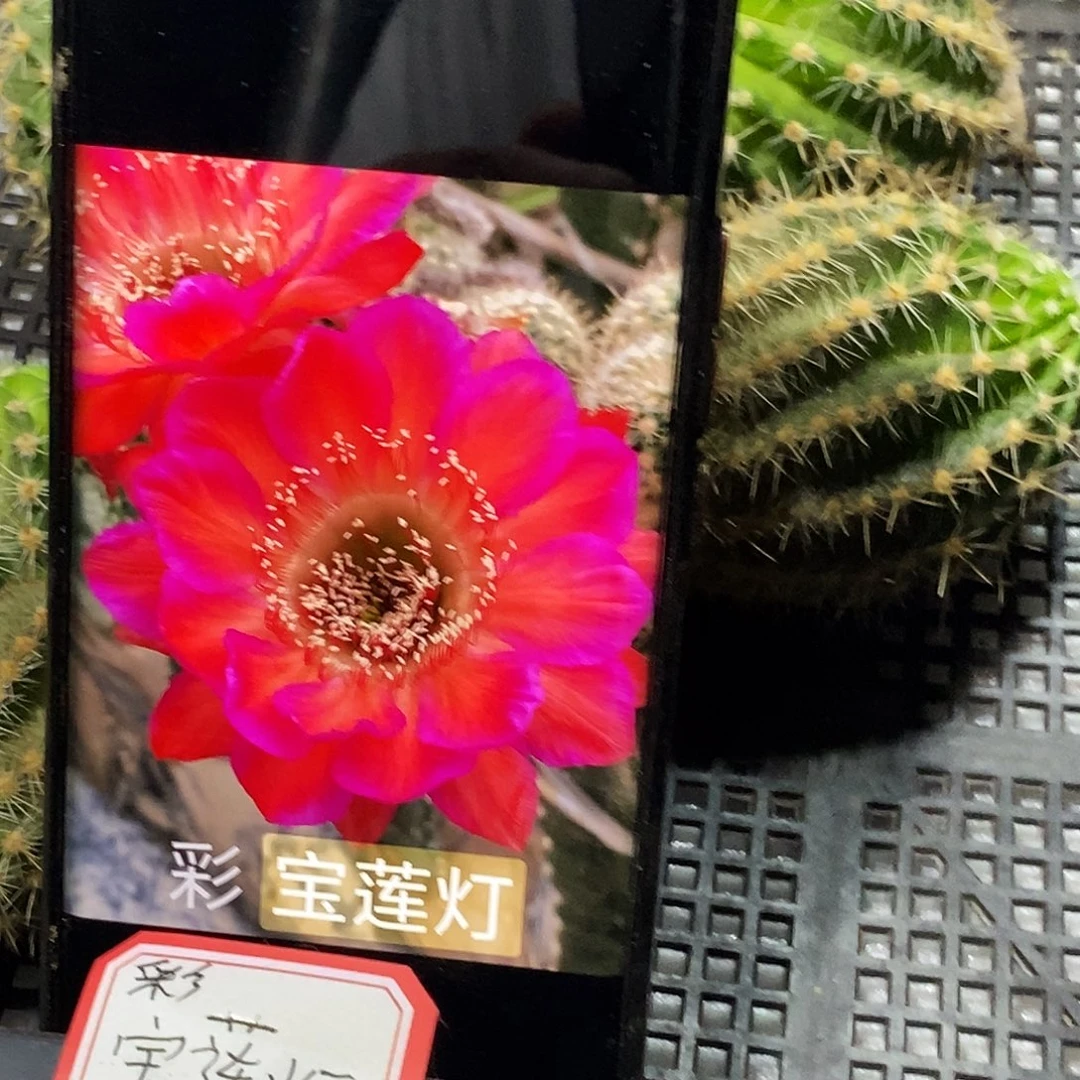 彩 宝莲灯侧芽歪20包邮/5公分