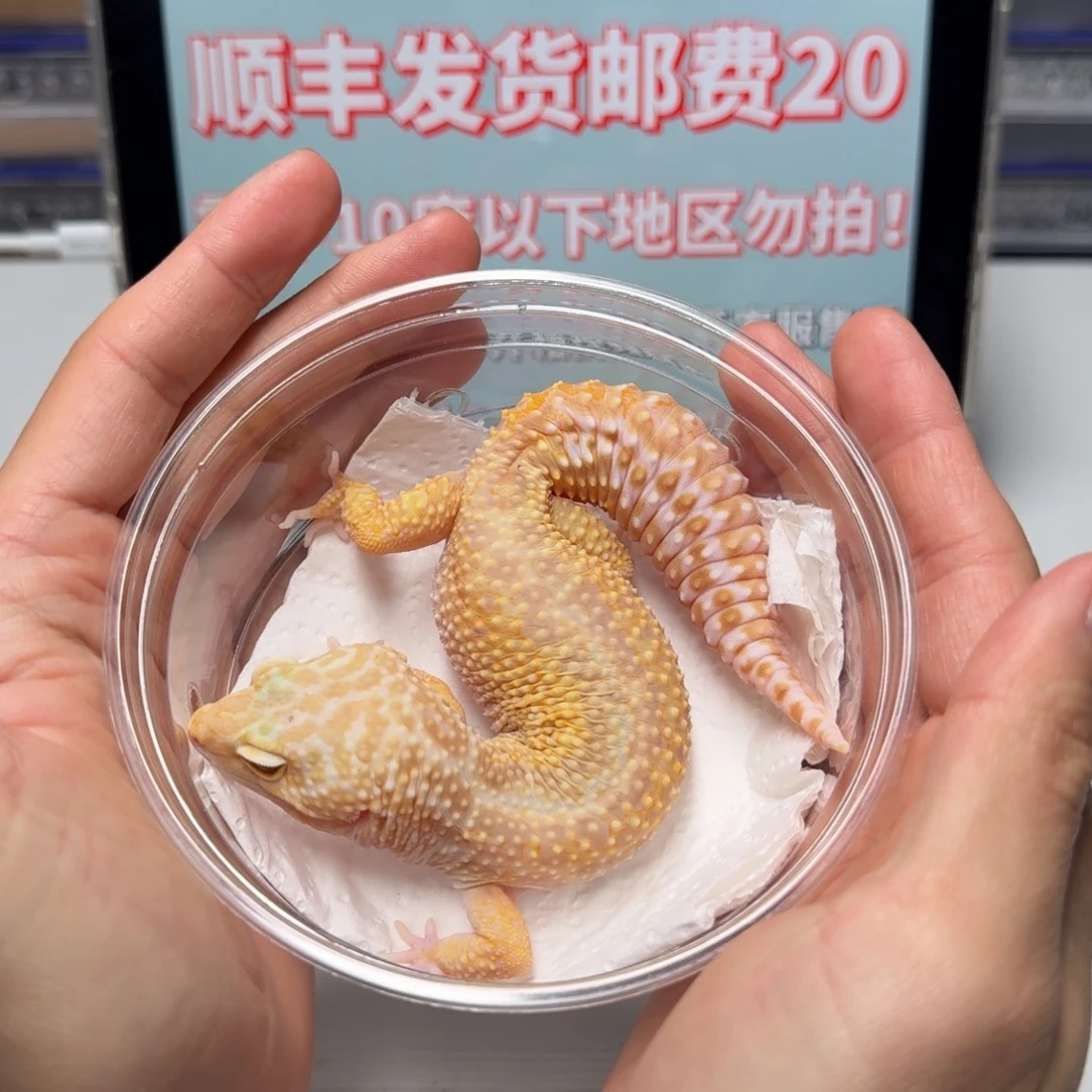 豹纹守宫雨水妹妹已发情