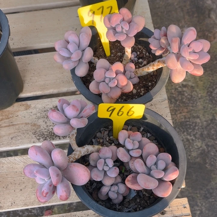 桃蛋多肉植物972 966