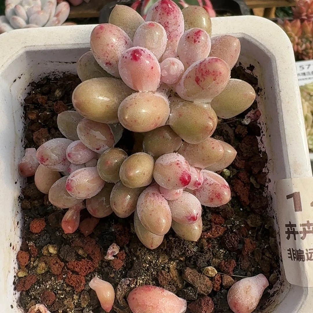 1431一物一拍（满28包邮）