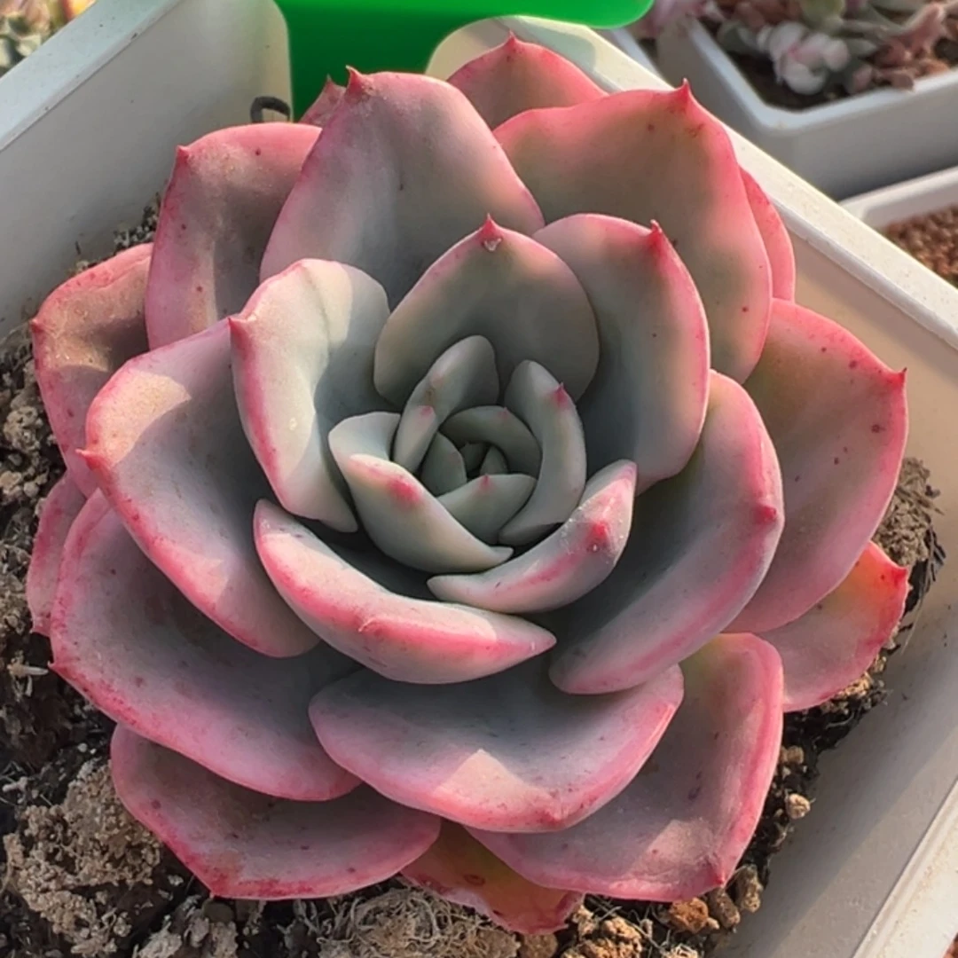 奶油黄桃锦，覆轮锦