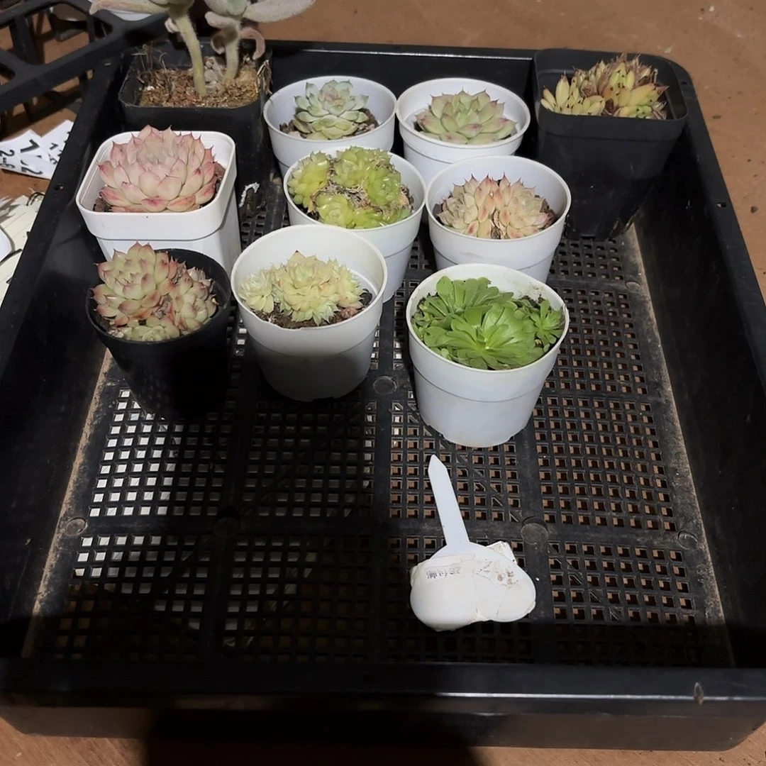 云南省红河州23456789