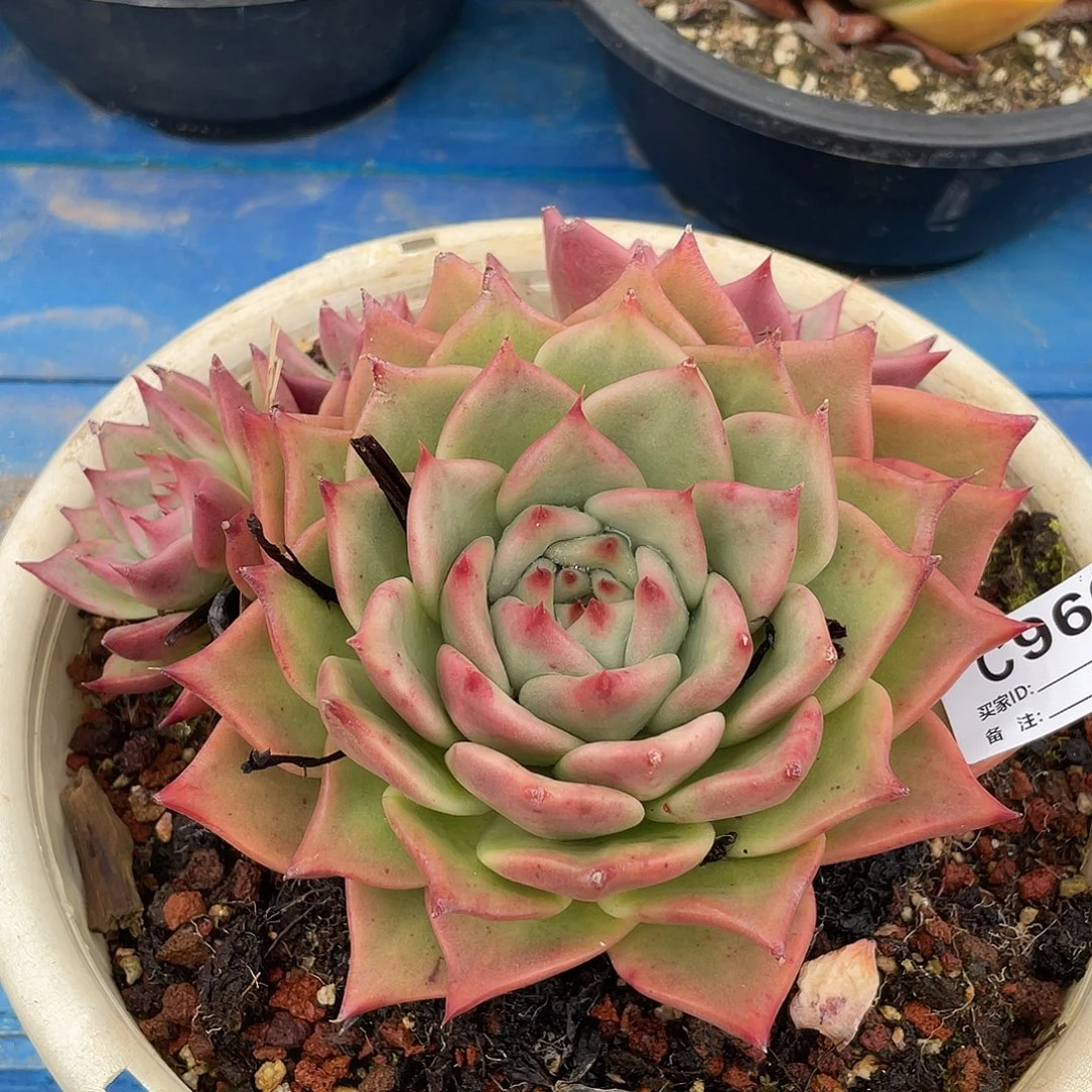 若如东云单拍C960