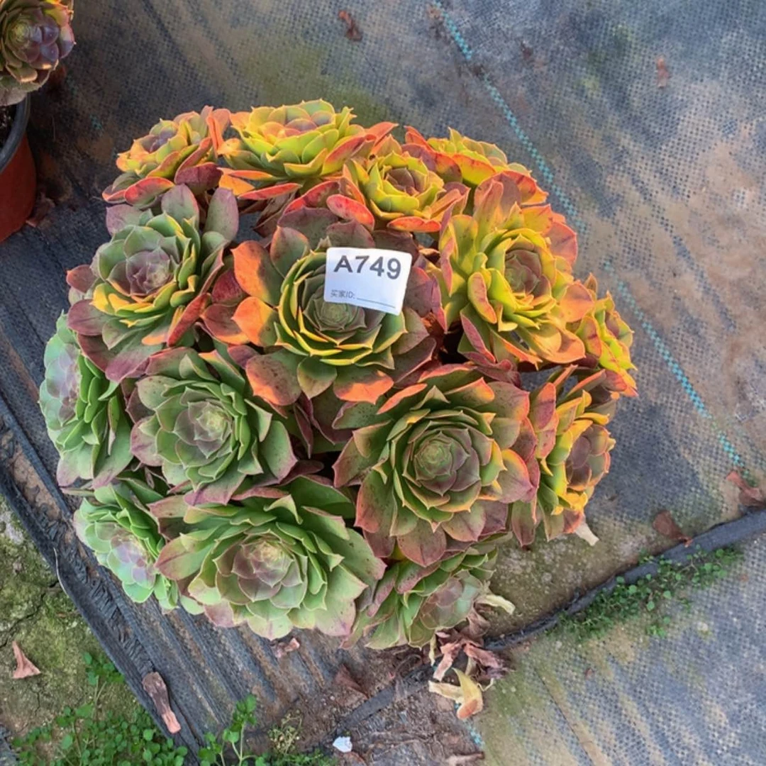 【闪购商品】749万圣节