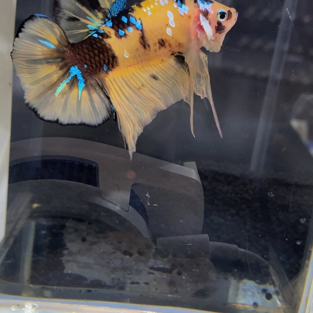 斗鱼291巨斗111星1