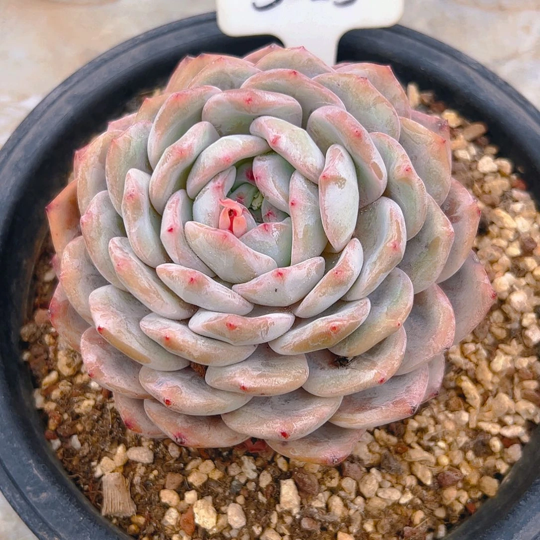 ?*啾橙梦露3019号一物一拍