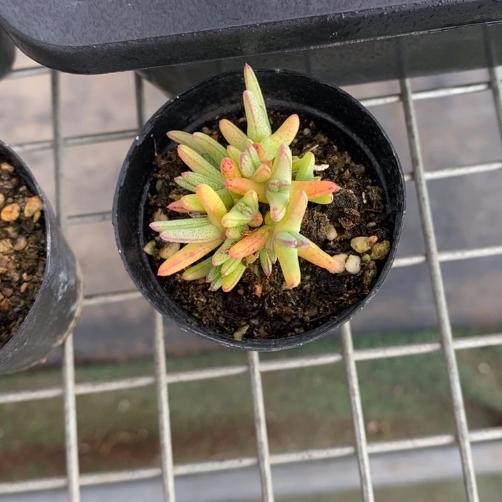 ?****r伯克利和格蕾纳等著名
