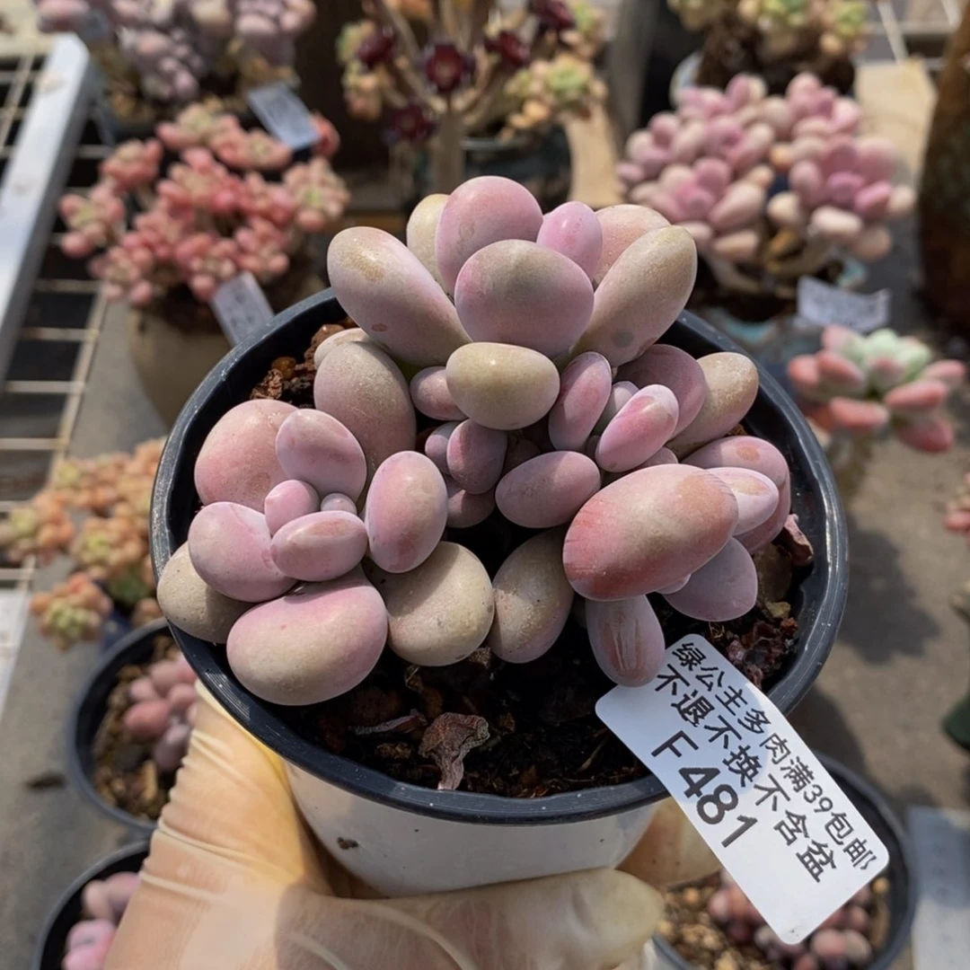 腰子桃蛋树481/8c m