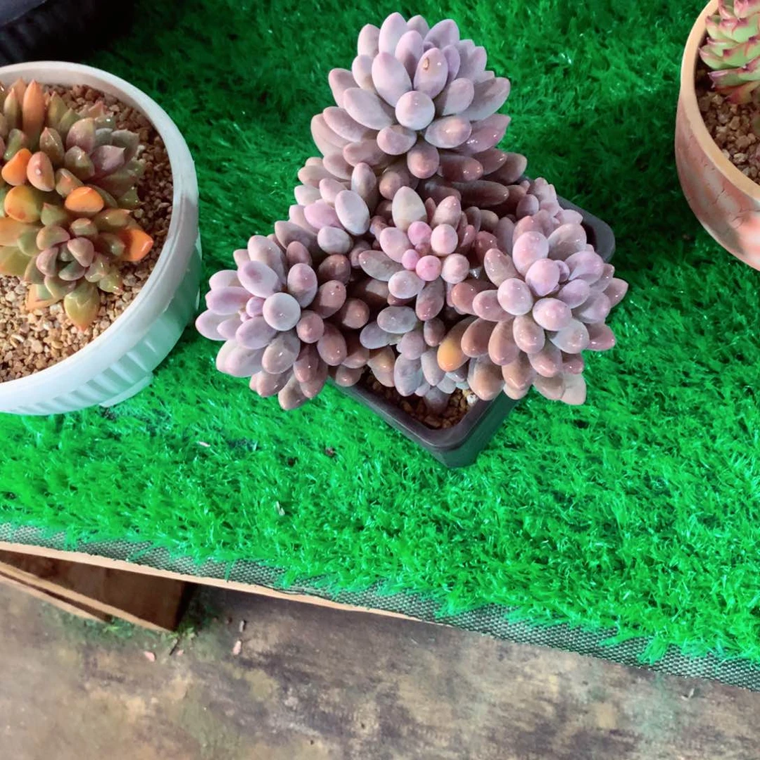 用****1一物一拍一物一拍