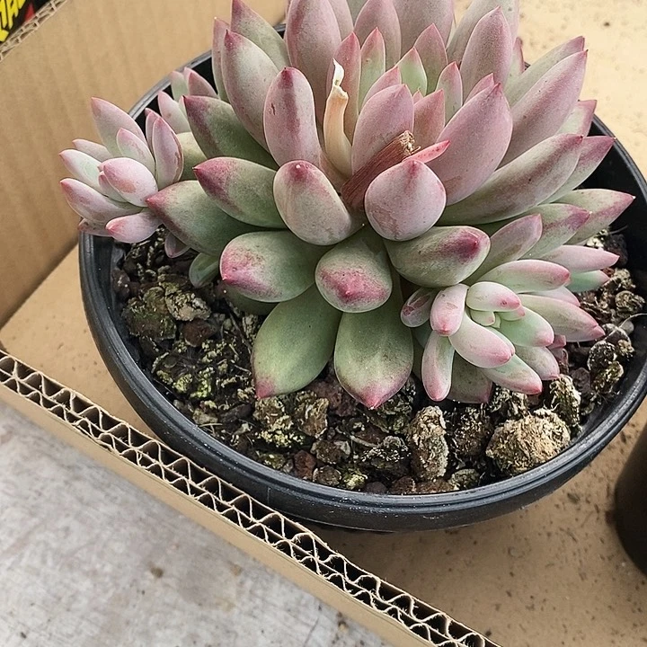 芝*塔虞美人12233455678