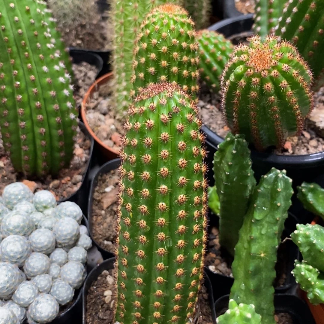 自根进口金妞新品金5一杯