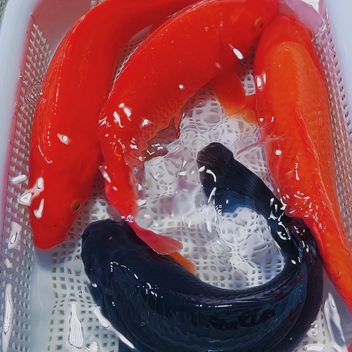 海水鱼锦鲤观赏鱼