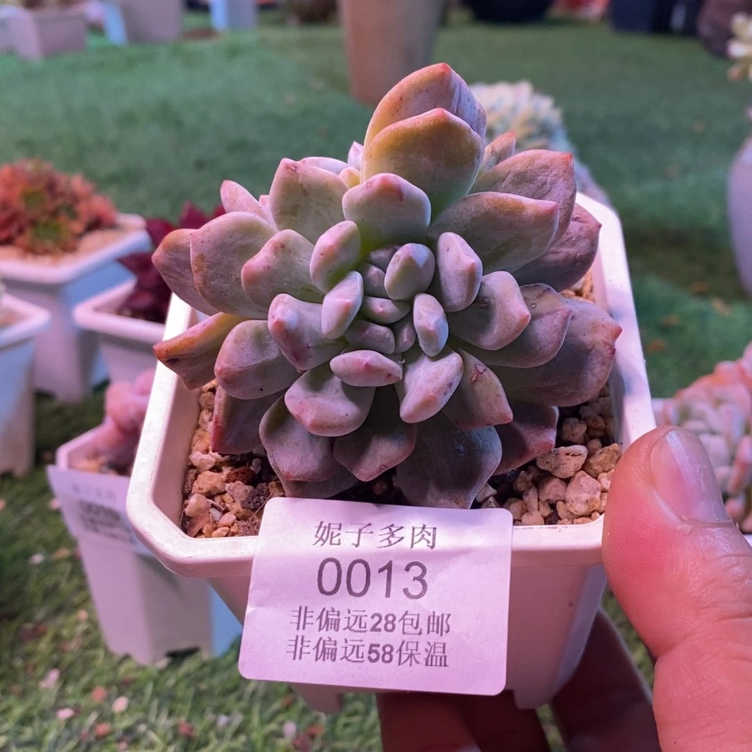 0013啊啊啊啊啊啊啊